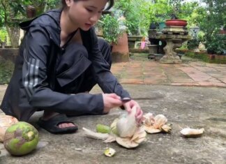 Uống dừa đã lâu nhưng bạn đã từng nghe qua “dừa điếc” chưa | Kiều Thơ Vlog